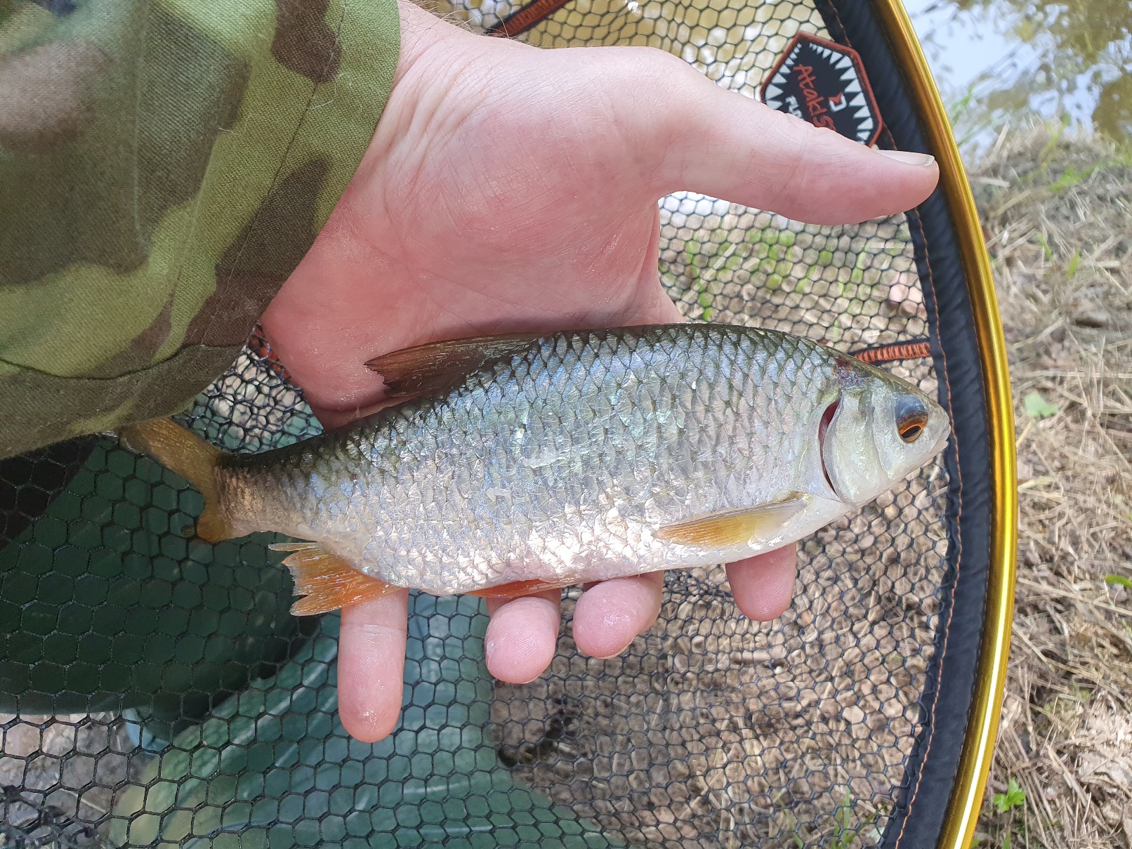 Flies for Spring Coarse Fish