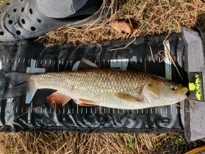 47cm Radbuza Chub caught on floating crust with bubble float, 17 August 2023 by Clive Porter. Jelec tloušť (Leuciscus cephalus)