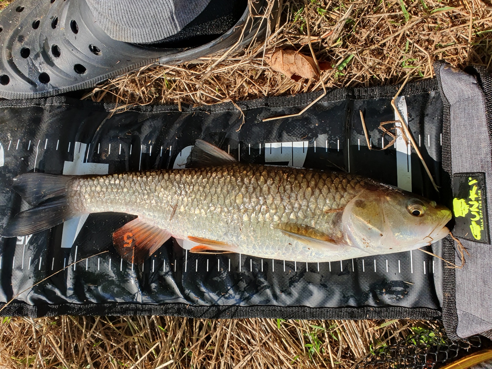 Chub Tackle and Methods: A History