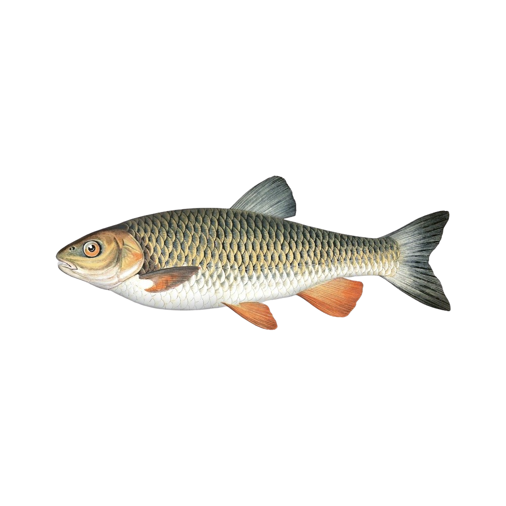 how-to-get-your-czech-fishing-license-and-permit-radbuza-fishing