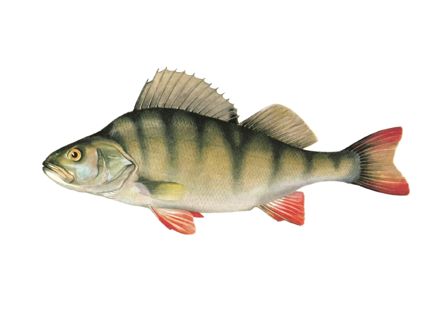 Please Stop Maltreatment of Perch