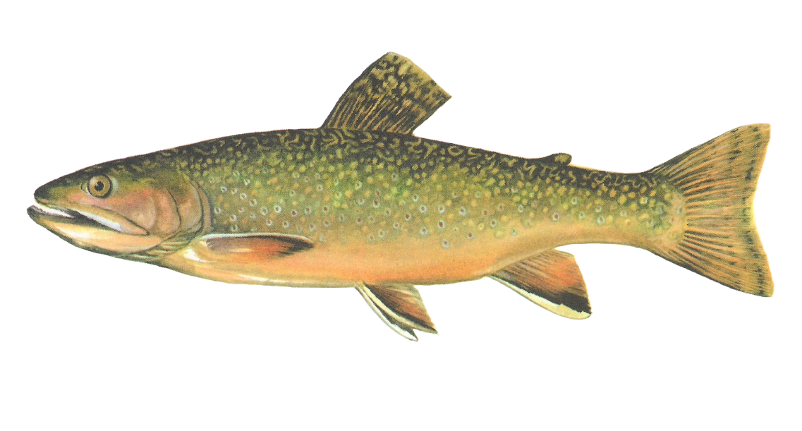 In Search of Brook Trout – Radbuza Fishing
