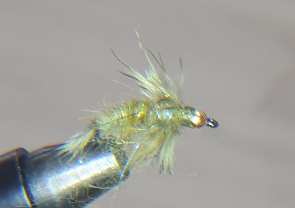 The Olive Chub Bug