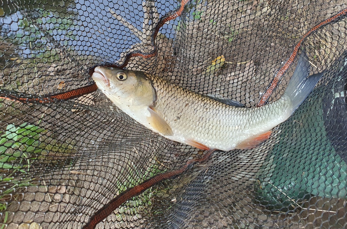 Fly Fishing for Chub