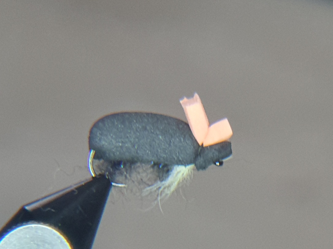 Radbuza Foam Beetle