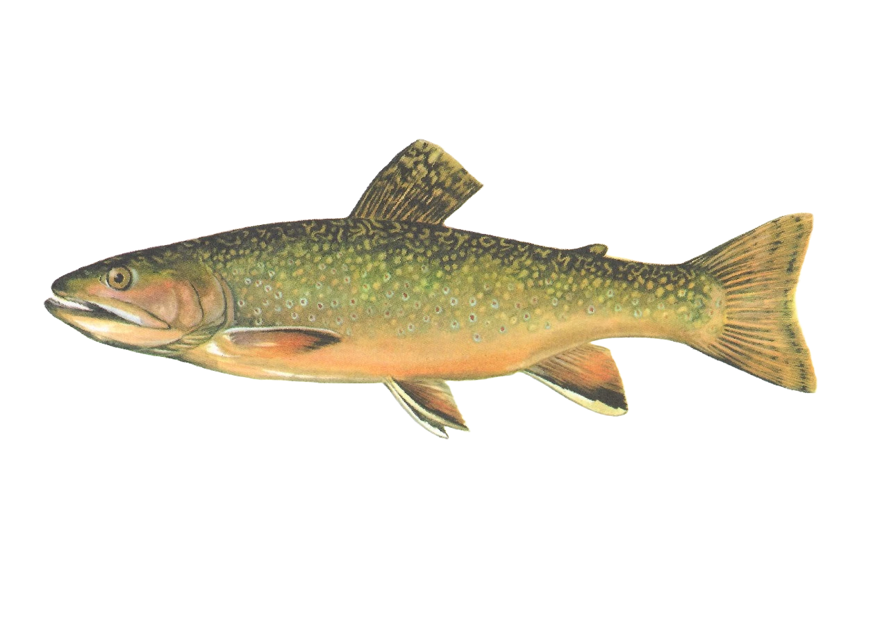 In Search of Brook Trout