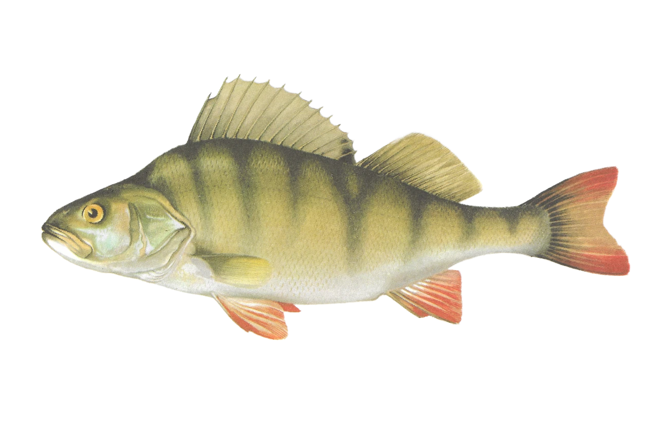 Perch