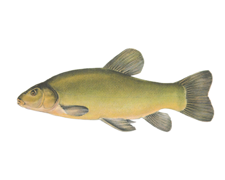 Tench (Tinca tinca) illustration by Jiří Maly