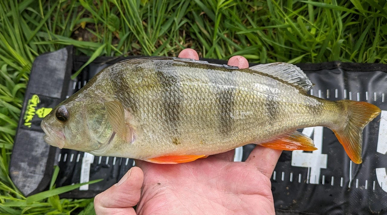 Fish Species – 2024