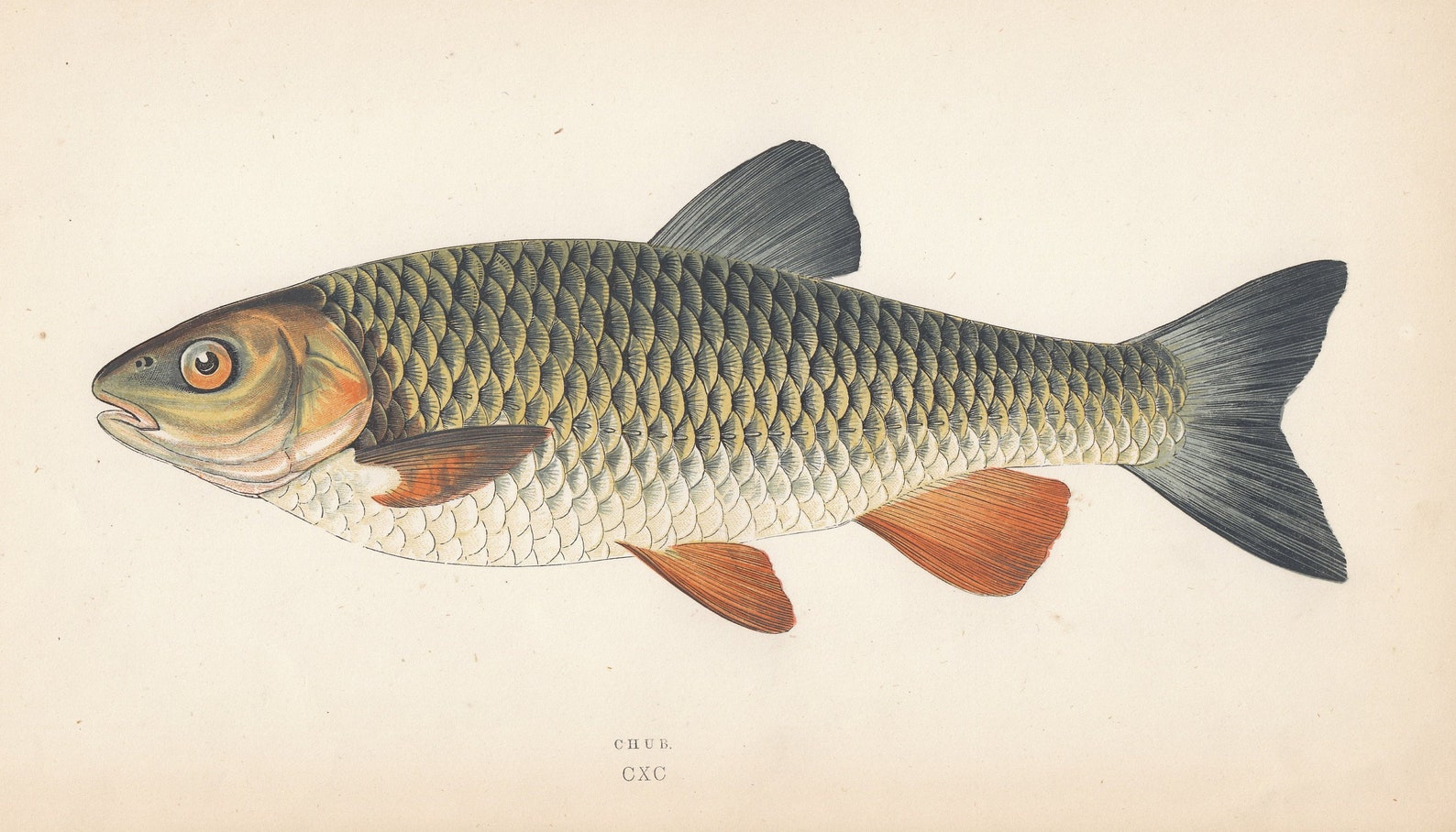 The Chub: A History