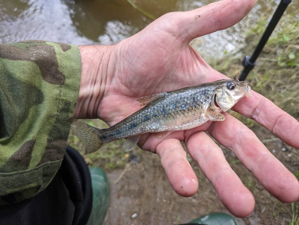 Radbuza gudgeon fat caught on worm