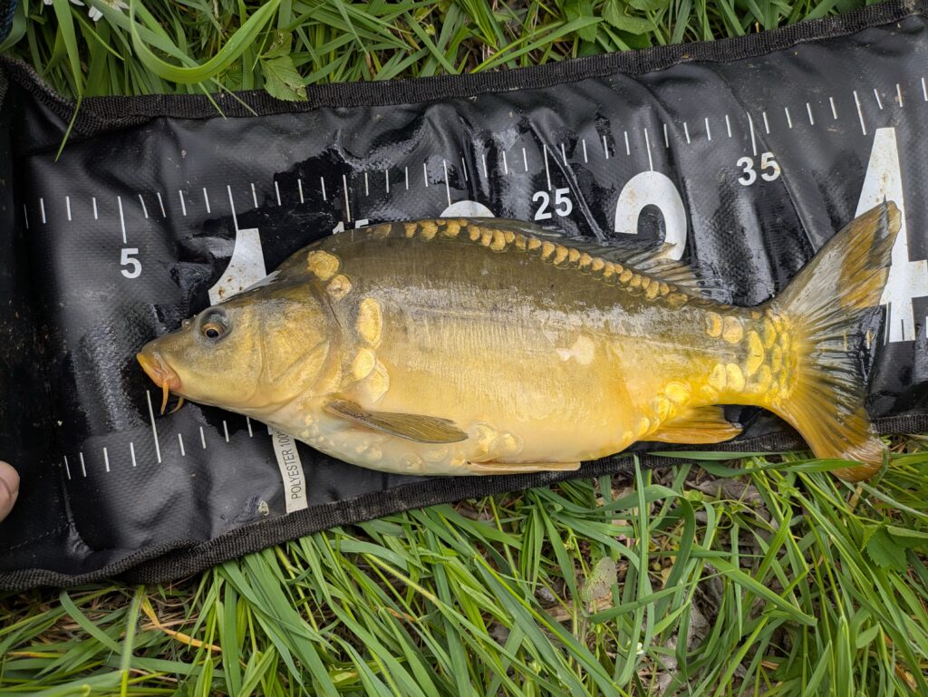 Radbusa mirror carp 37cm caught on sweetcorn