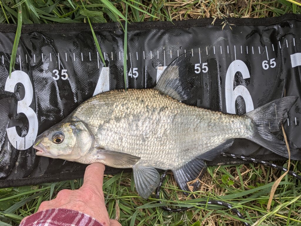 Radbuza bream 36cm caught on bread flake