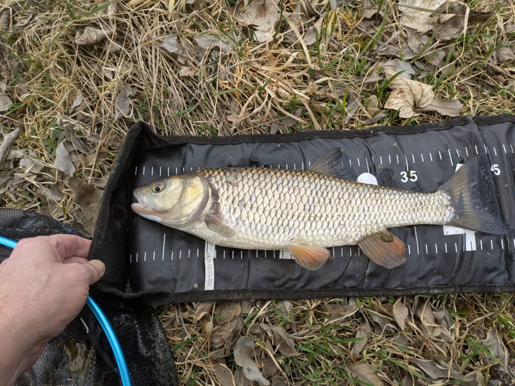 Radbuza chub 46cm caught on bread flake