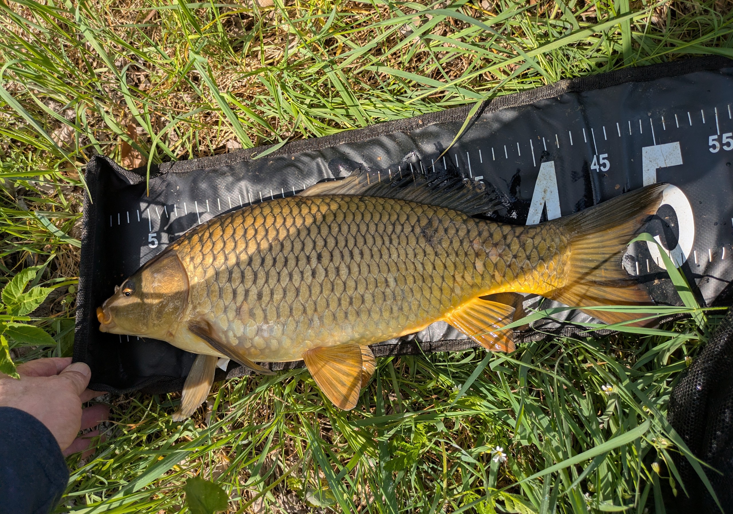 Radbuza River Fish Species