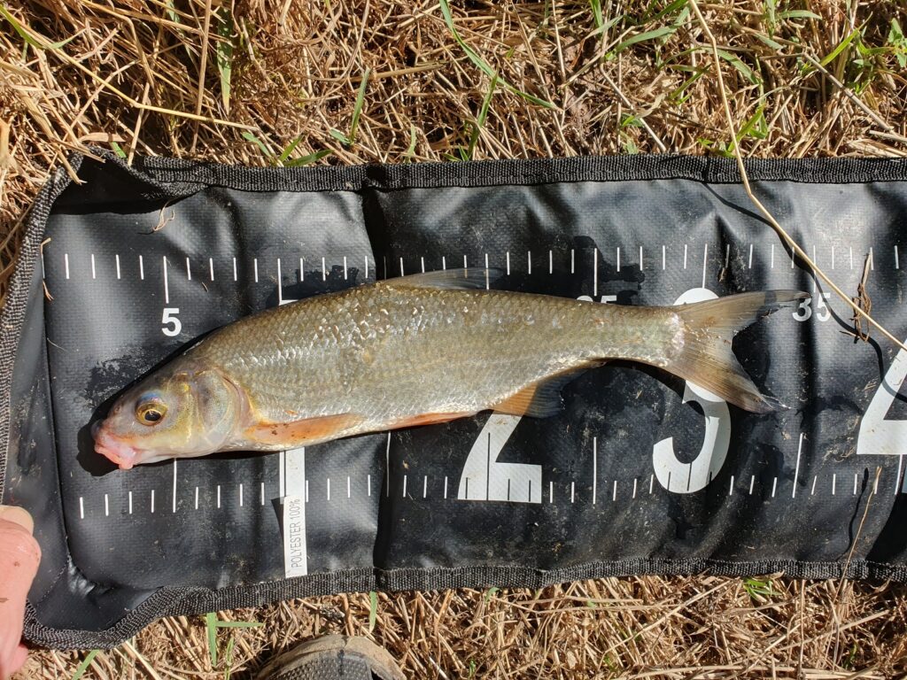 Radbuza vimba bream 36cm caught on sweetcorn
