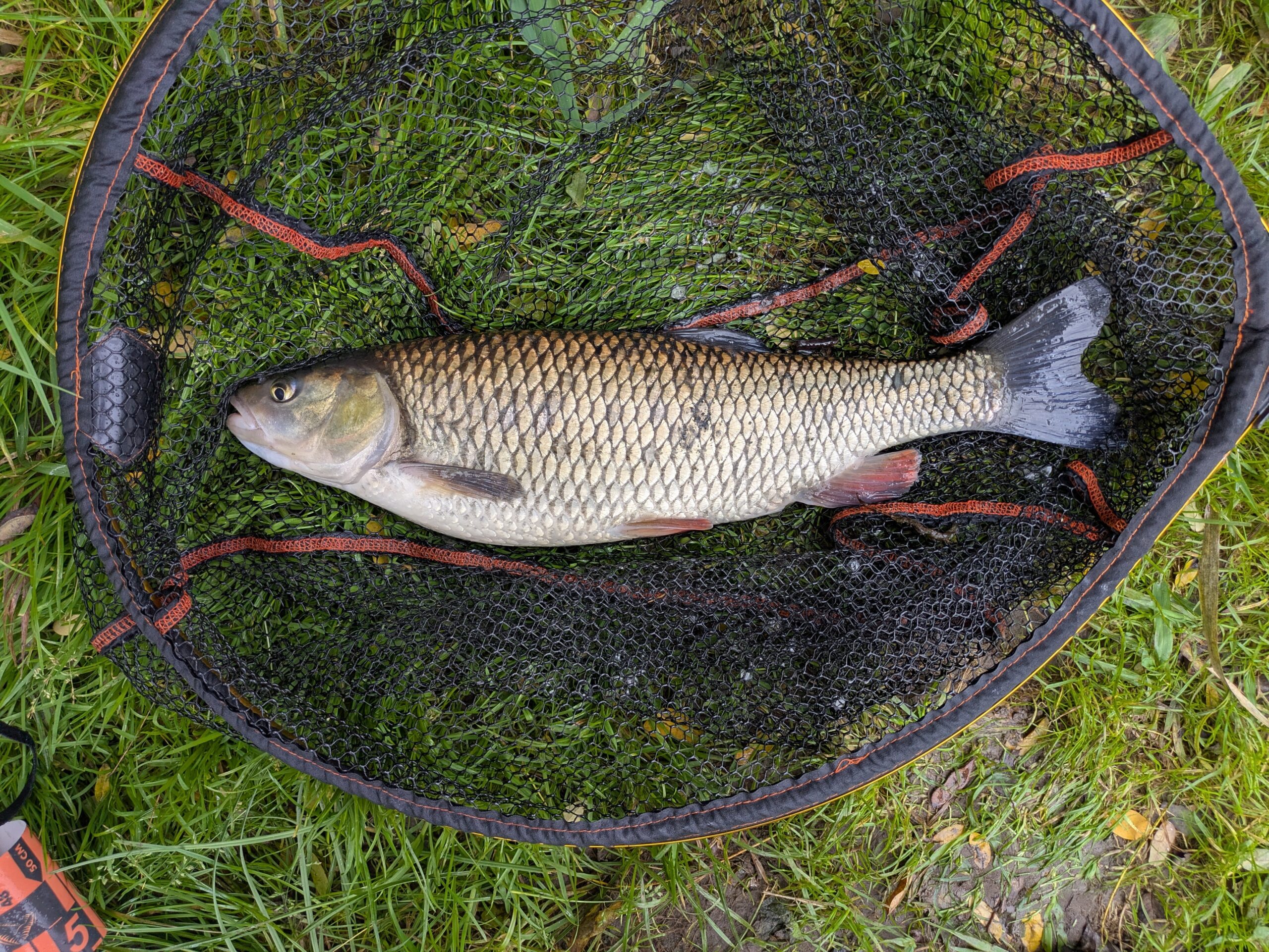 Berounka River Fish Species