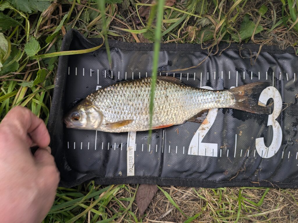 Roach of 30 cm caught from the Radbuza river.