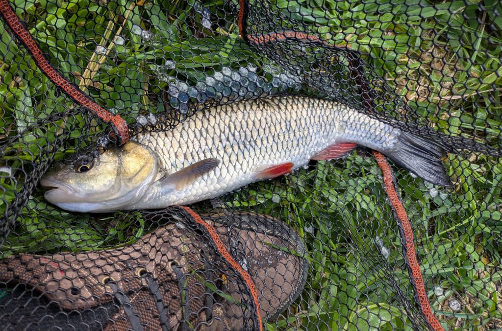 Chub caught on the Úslava river in Plzeň