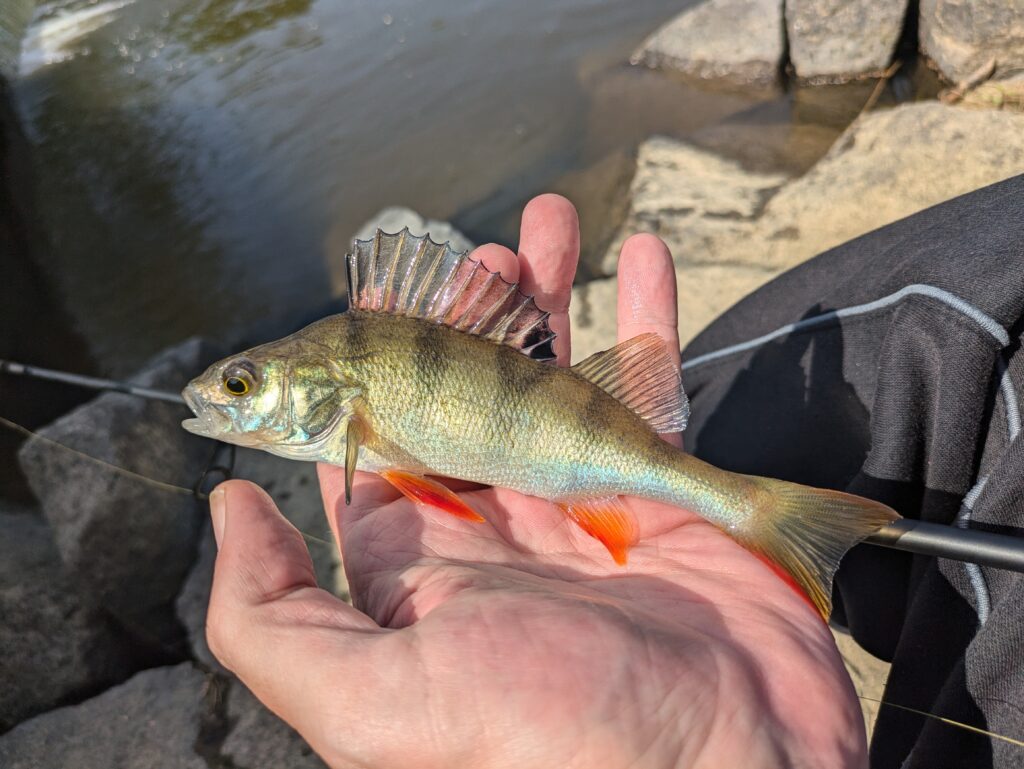 Perch from the Úslava river in Plzeň